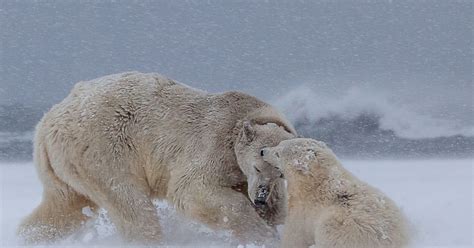 Ice And Freezy Polar Bears Caught On Camera Battling Through A