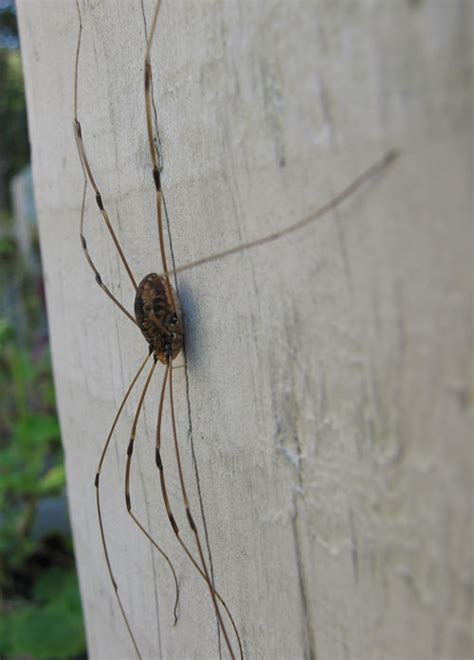 Our daddy long legs is actually a mama long legs and yesterday a bunch of tiny spider bro's joined the. Daddy Long Legs Spider - Spiders in Sutton Massachusetts