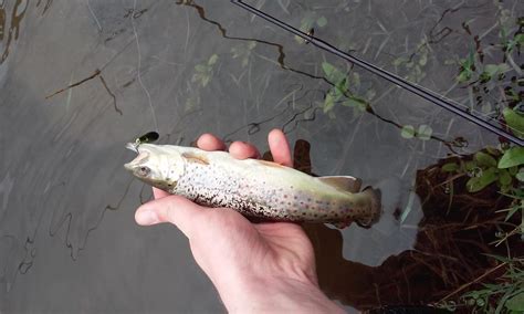 Little Brown Trout Caught In Ny Today Rtroutfishing
