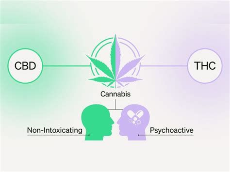 A Comprehensive Guide On Common Cannabinoids And Their Effects