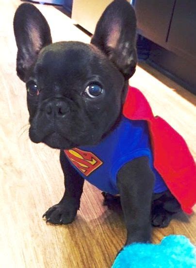 This is milo my 2.5 yr old english bulldog as mr t doggie dog. Super Frenchie! French Bulldog Puppy in Superman Costume ...