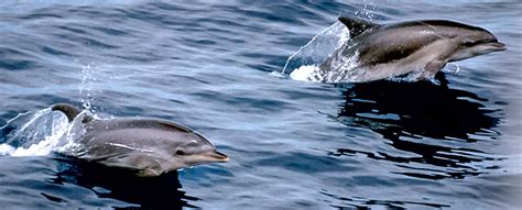 All About Bottlenose Dolphins Habitat And Distribution Seaworld