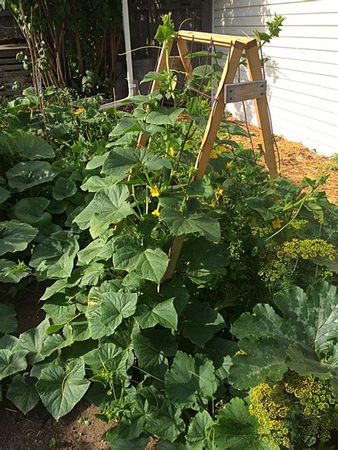 Free shipping on orders over $25 shipped by amazon. Save space in your small garden with a cucumber trellis ...