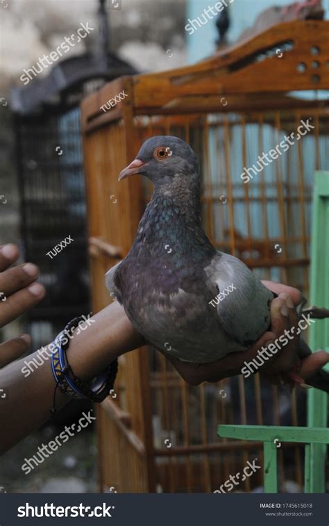 How Hold Good Proper Pigeon Stock Photo 1745615018 Shutterstock