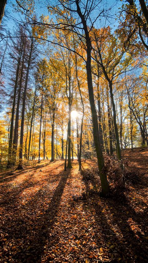 Download Wallpaper 1080x1920 Forest Trees Autumn Sun Light