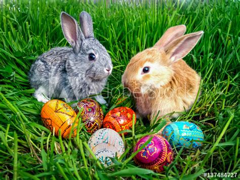 Heftumschläge heftschoner dina4 dina5 gebraucht. "Easter bunny eggs on green grass" Stock photo and royalty ...