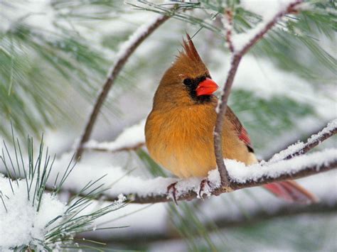 Such Wonderful Winter Beauty Beautiful Birds Winter Bird Cardinal Birds