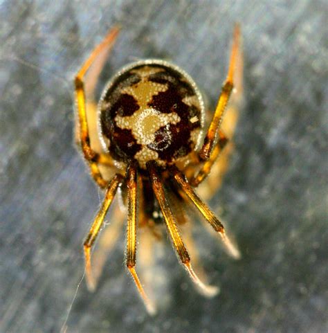 Common House Spider Parasteatoda Tepidariorum By Wanderingmogwai On