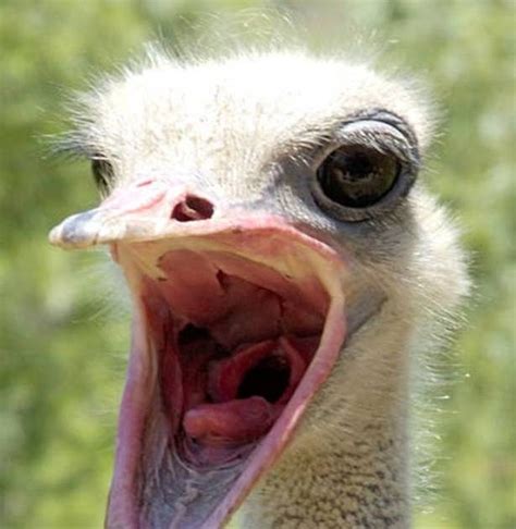Wild Birds Unlimited Why Do Ostriches Bury Their Heads In