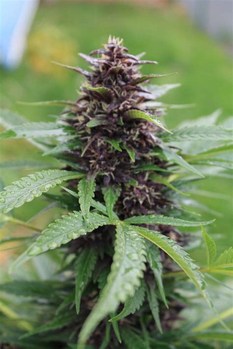 Crop King Seeds Purple Kush 4 Grow Journal Week10 By Njanne Growdiaries