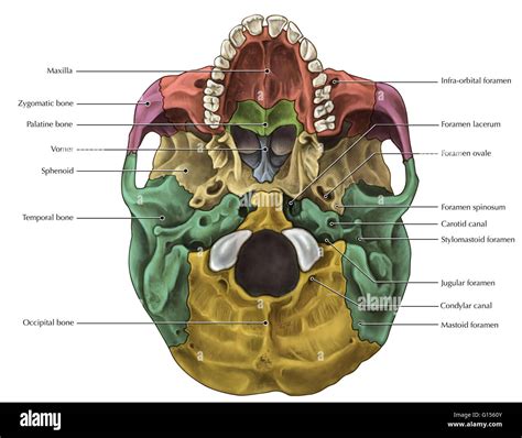 Se Ilustra Una Vista Inferior Del Cráneo Con Huesos Diferenciada
