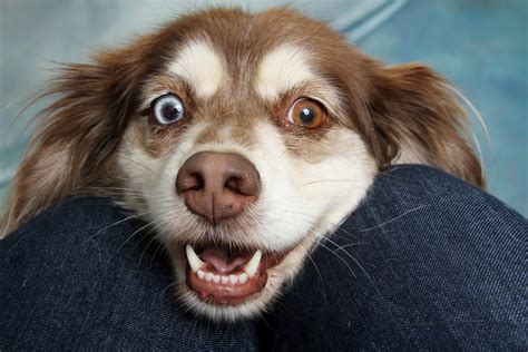 Can My Dog Read Facial Expressions Mad Paws Blog