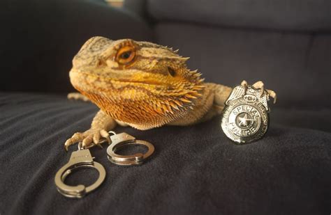 Meet Pringle The Cute Bearded Dragon That Never Gets Bored Bearded