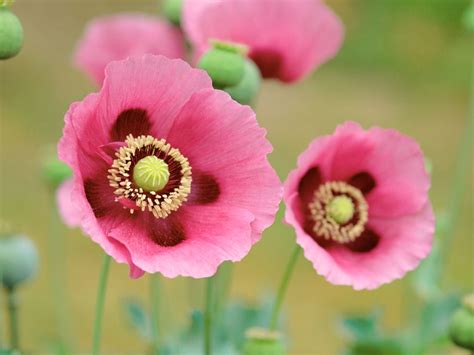 Poppies 4k Wallpapers For Your Desktop Or Mobile Screen Free And Easy