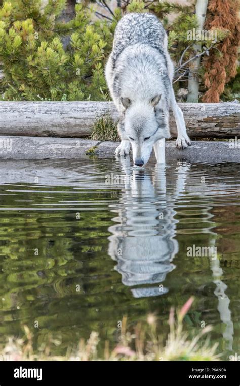 White Wolf Yellowstone Hi Res Stock Photography And Images Alamy