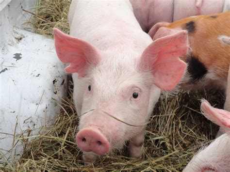 Omache Farm Pigs