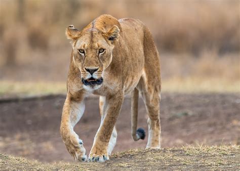 Find what you need at booking.com, the biggest travel site in the world. Leonessa alla ricerca di cubs_Serengeti NP, Tanzania ...