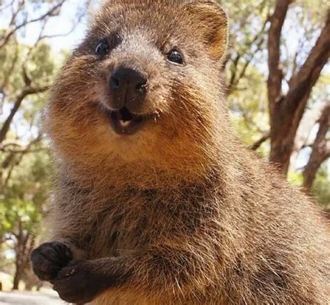 The quokka, setonix brachyurus, is a small marsupial about the size of a large cat. Pin by CatkinS on QUOKKAS (With images) | Cute animals ...