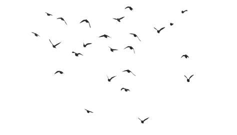 Flying Flock Of Birds Png Download Image Png All