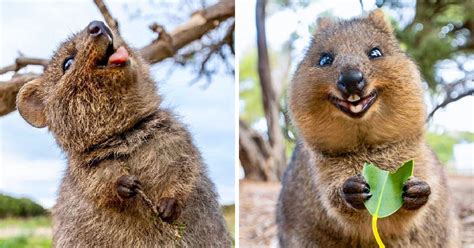 Quokkas Have Been Named The Worlds Happiest Animals Because Of Their