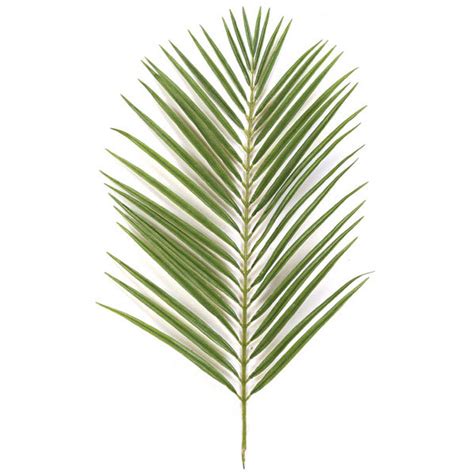 Everlasting Palm Trees And Branches For Palm Sunday