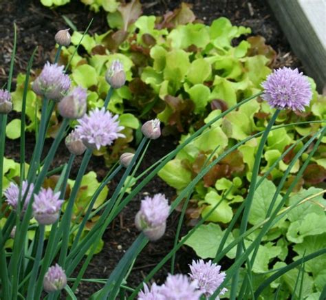 Can you use topsoil in a vegetable garden. Can You Use Pressure Treated Wood in a Vegetable Garden?