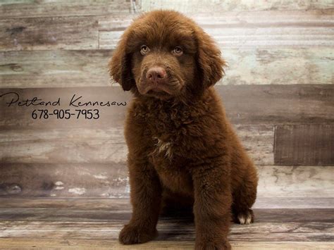 Browse and find newfoundland puppies today, on the uk's leading dog only classifieds site. Cuddle Up Next to a Newfoundland Puppy for Sale this ...