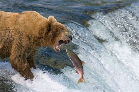 Brown Bear Catching Red Salmon On Falls On Brooks River Katmai National
