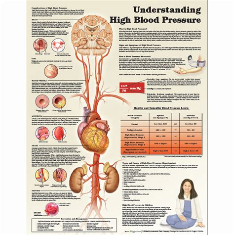 Understanding High Blood Pressure Poster Bp Anatomical Chart Company