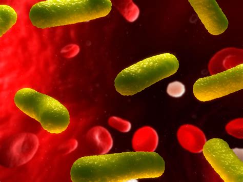 Vancomycin Resistant Enterococcal Bacteremia Linked To Increased