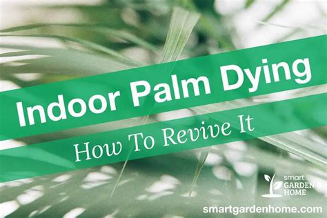 Indoor Palm Tree Dying And How To Revive It Smart Garden And Home