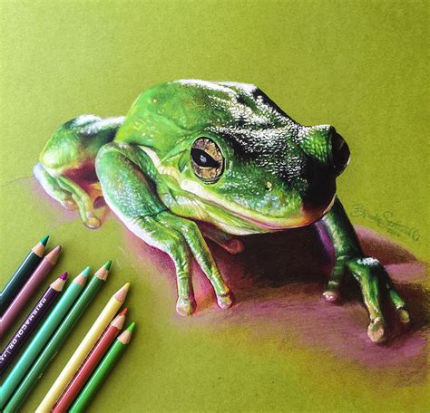 Colored Pencil Frog Drawing Behance