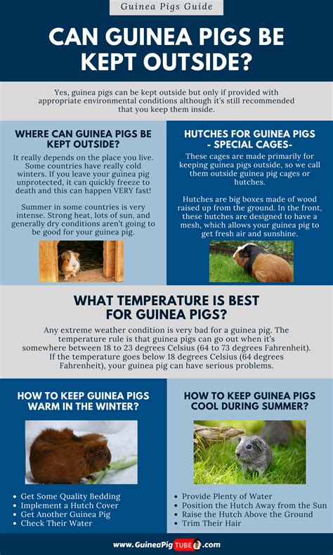 Guinea pigs thrive at room temperature guinea pigs are most active at dawn and dusk, but they are active throughout the day. Guinea Pig Temperature Outside - Wayang Pets