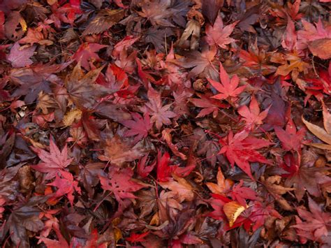 Maple Leaves Maple Leaves On The Ground At Winkworth Arbor Flickr