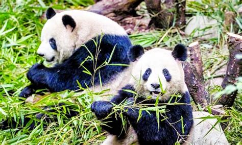 Giant Pandas No Longer Endangered In The Wild The New Nation