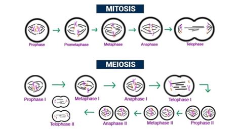 Perbedaan Mitosis Dan Meiosis Notafraid In Investing