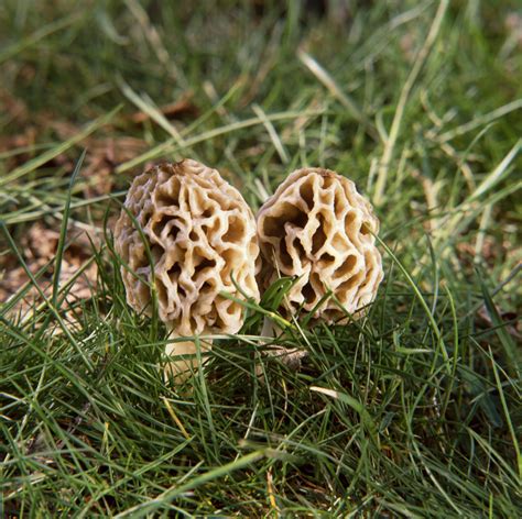 Mushrooms Native To Pennsylvania Ehow