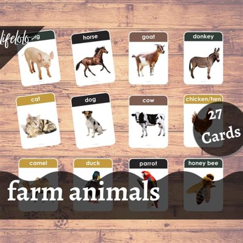 Farm Animals Real Pictures 27 Flash Cards English Printable