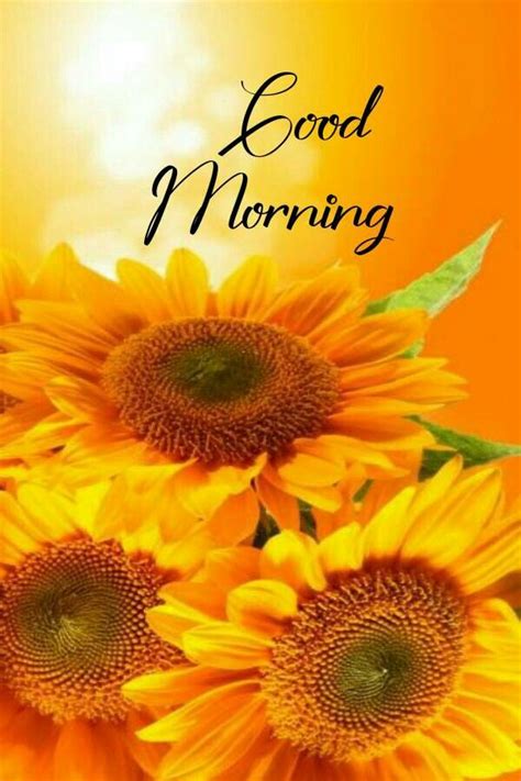 Good Morning Beautiful Pictures Sunflower Lecithin Benefits Good