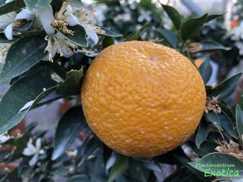 Citrus myrtifolia Chinotto sinaasappel - Plantencentrum Exotica