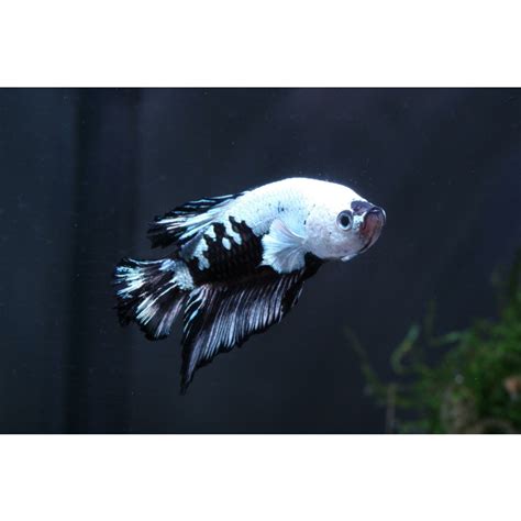 Betta splendens Plakat Black Dragon Dragon Kampffisch Männchen