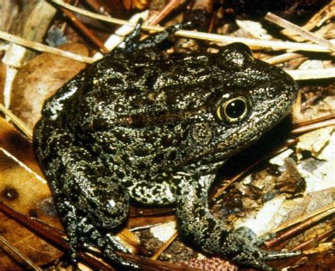 Dusky Gopher Frog Gets 170 Acres In Agreement With