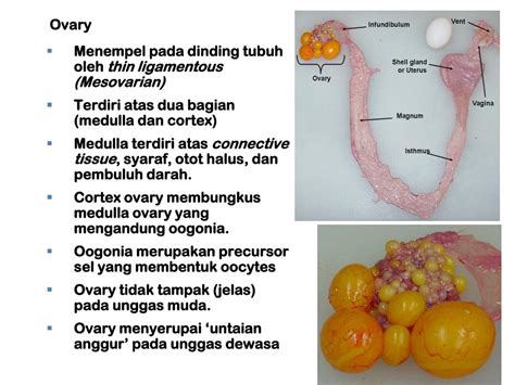 List Of Anatomi Dan Fisiologi Ternak Unggas References