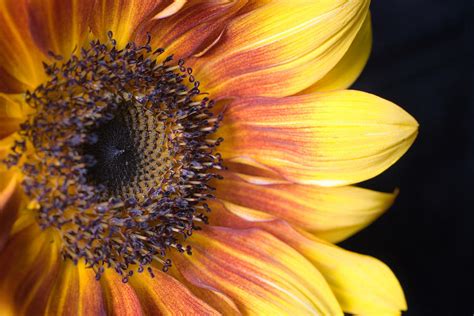 The Beautiful Sunflower Photograph By Scott Campbell