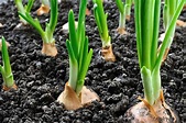 Coltivare le cipolle: dalla preparazione del terreno alla raccolta - Il ...