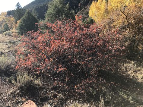 Co Horts Native Shrubs For Fall Color