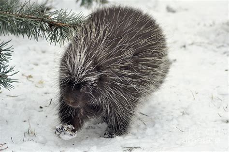 Porcupine With A Snowy Paw Photograph By Ginger Harris Fine Art America