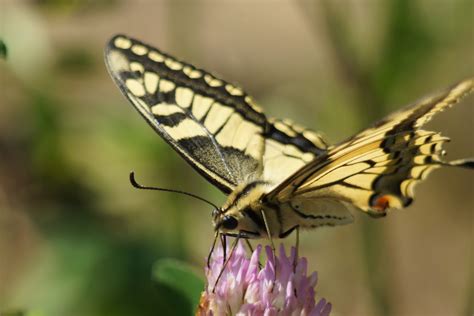 3840x2160 Wallpaper Tiger Swallowtail Butterfly Peakpx