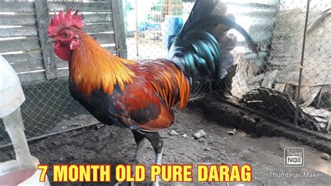 Darag Native Chicken Youtube