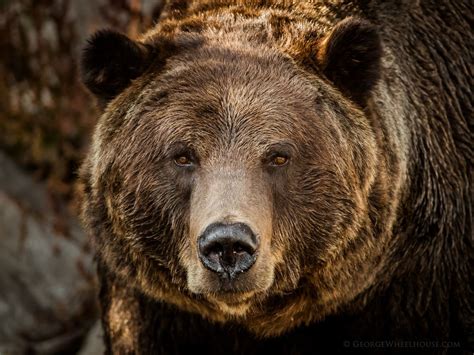 Grizzly Bear Portrait Grizzly Bear Bear Pictures Bear